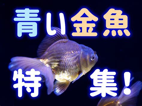 金魚入門品種|金魚の品種をご紹介／全15品種